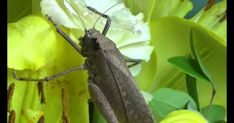 The brown grasshopper Stock Footage 292967015