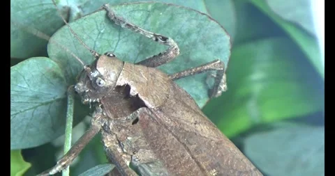 The brown grasshopper Stock Footage 292967340