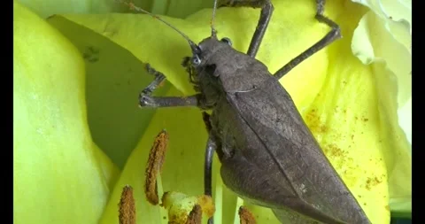 The brown grasshopper Video stock 292967355