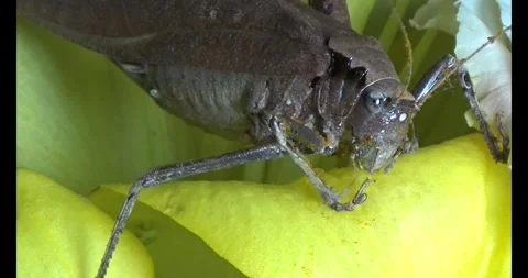 The brown grasshopper Stock Footage 292967676