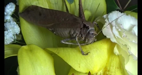 The brown grasshopper Video stock 292967824