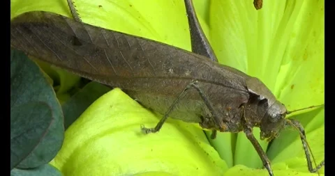 The brown grasshopper Stock Footage 292967941