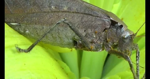 The brown grasshopper Stock Footage 292968313