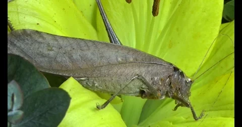The brown grasshopper Stock Footage 292969057