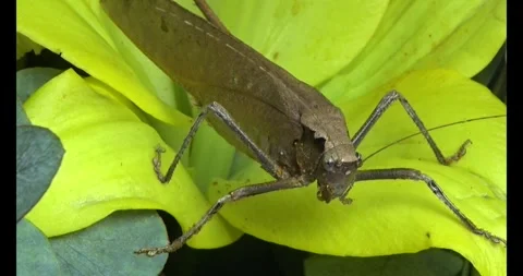 The brown grasshopper Stock Footage 292969086