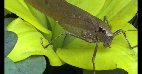 The brown grasshopper Stock Footage 292969402