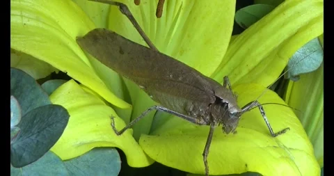 The brown grasshopper Stock Footage 292969405