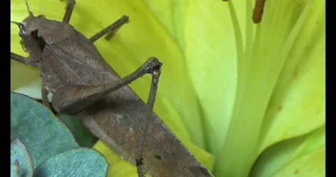 The brown grasshopper Stock Footage 292969544