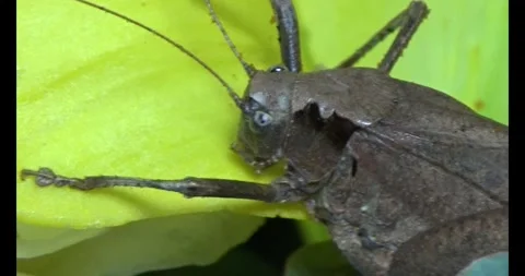 The brown grasshopper Video stock 292969731