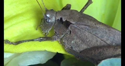 The brown grasshopper Stock Footage 292969853