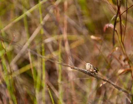 Brown grasshopper on the grass Stock Photos