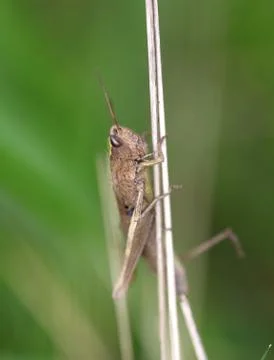 Brown grasshopper in the grass Stock Photos