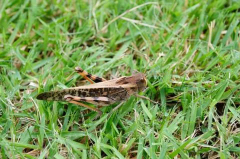 A brown grasshopper on grass Stock Photos