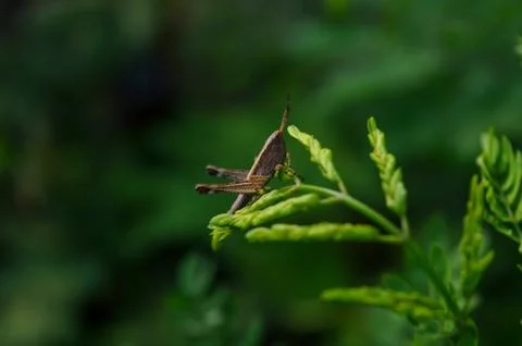 A brown grasshopper on a green leaf Stock Photos