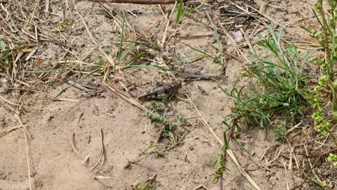 Brown Grasshopper on the Ground Stock Footage 212098753