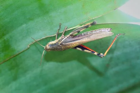 Brown Grasshopper Hanging on a Leaf. Stock Photos