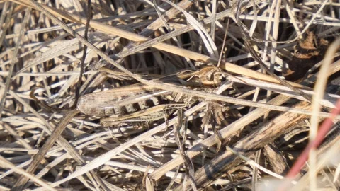 Brown grasshopper insect in dry grass during a hot August day close-up Video stock 248629348