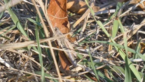 Brown grasshopper insect in dry grass during a hot August day close-up Stock Footage 248629480