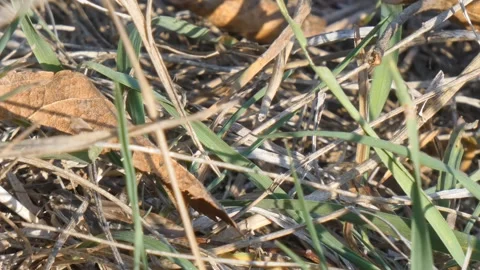 Brown grasshopper insect in dry grass during a hot August day close-up Stock Footage 248629602