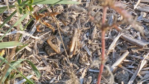 Brown grasshopper insect in dry grass during a hot August day close-up Stock Footage 248630003
