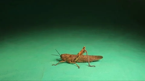 Brown  grasshopper jumping. insect isolated on green background Stock Footage 146709653