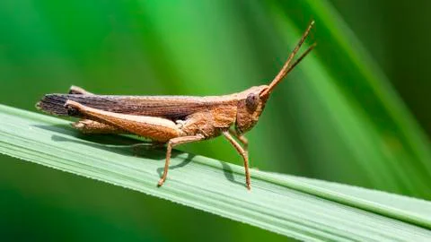Brown grasshopper on a leaf, macro photo of this cute orthoptera Stock Photos