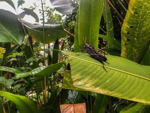 Brown grasshopper on a leaf Stock Photos