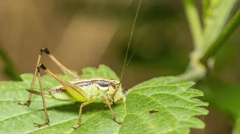 Brown grasshopper on a leaf Stock Photos