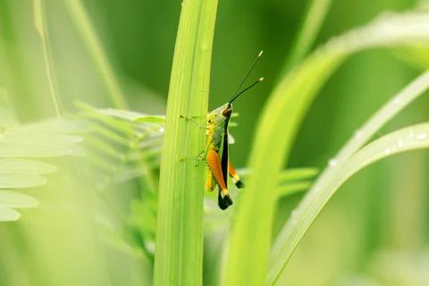 Brown grasshopper on leaf Stock Photos