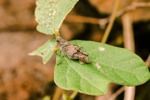 Brown grasshopper on leaf Stock Photos