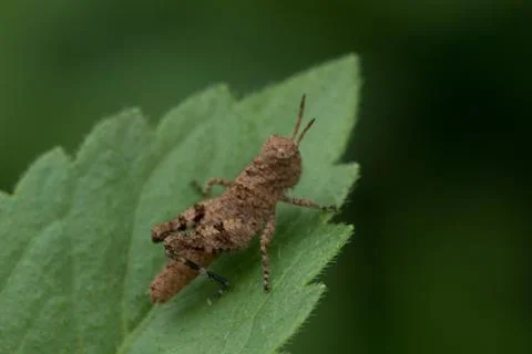 Brown grasshopper on leaf Stock Photos