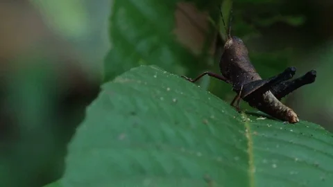 Brown grasshopper on a leaf in tropical Amazonian rainforest, Brazil Stock Footage 76926713