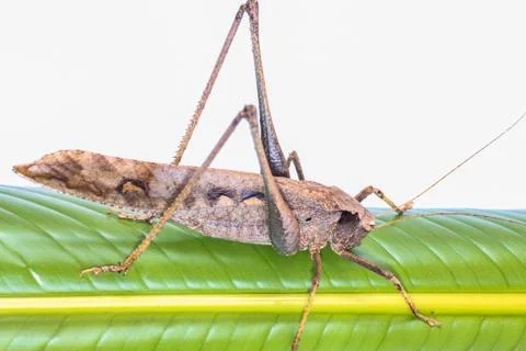 Brown grasshopper with long legs Stock Photos