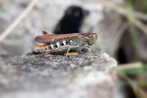Brown grasshopper - macro shot Stock Photos