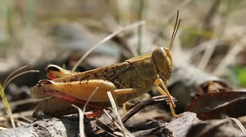 Brown Grasshopper macro, side view Video stock 12081777