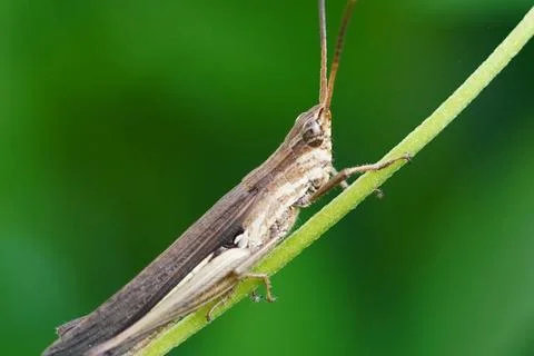 A brown grasshopper perched on a branch. Stock Photos