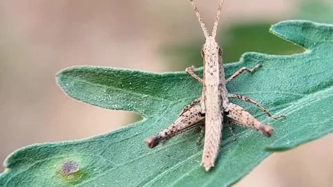 Brown Grasshopper Perched on Green Leaf Macro Top View FHD Vidéo 321067438