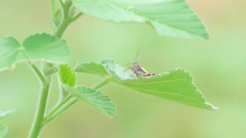 Brown grasshopper perched on leaf Stock Footage 322724821