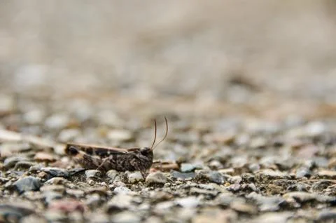 Brown grasshopper Stock Photos