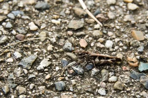 Brown grasshopper Stock Photos