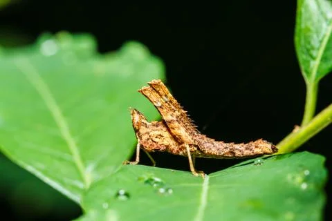 Brown grasshopper 스톡 사진