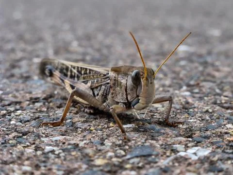 Brown grasshopper Foto stock