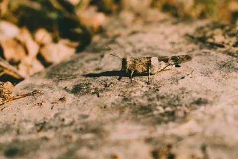 Brown grasshopper Stock Photos
