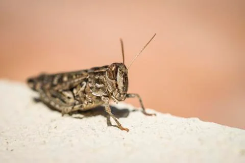 A Brown Grasshopper Stock Photos