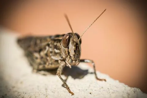 A Brown Grasshopper Stock Photos