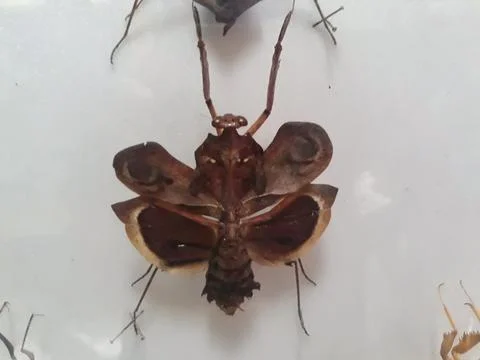 Brown grasshopper 스톡 사진