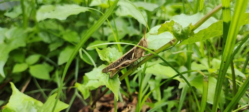 Brown grasshopper Stock Photos