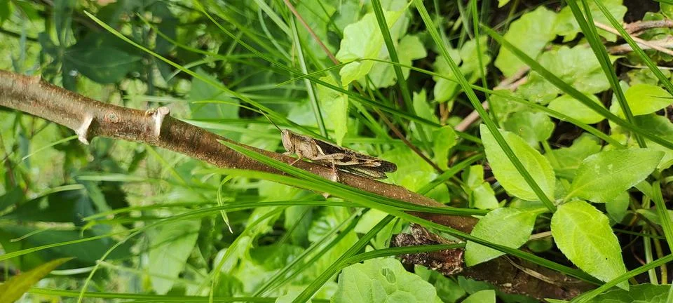 Brown grasshopper Stock Photos