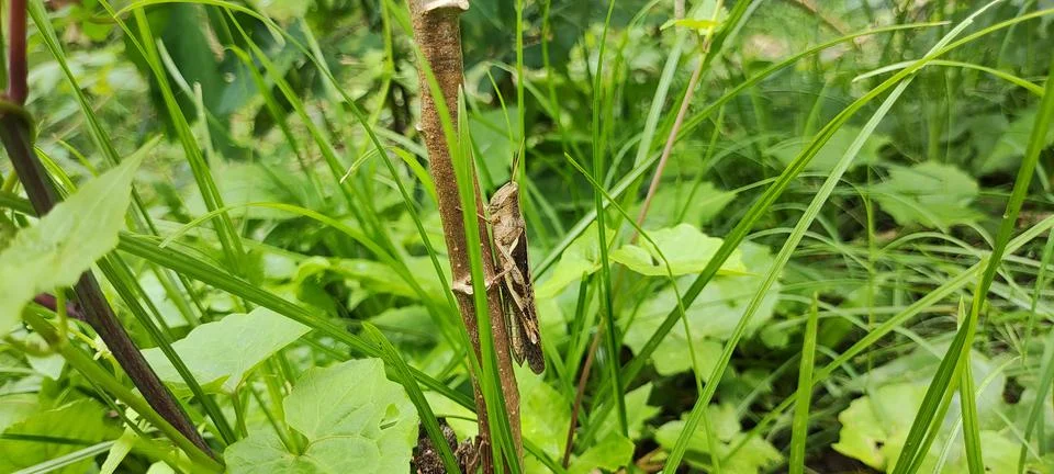 Brown grasshopper Stock Photos
