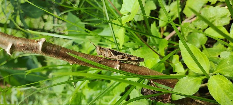 Brown grasshopper Stock Photos